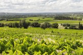 Hostellerie le Castellas - Paysage vignes - Theziers ©DPUPG-Aurelio-Roriguez