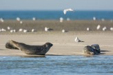 Hôtel Hermitage Montreuil-sur-mer - Baie d'Authie - phoques à 26km de l'hôtel