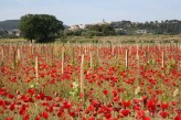Maison Bérard - la Cadière d'Azur champ de coquelicots