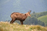 Hôtel la Jamagne & Spa - Hohneck à 20km de l'hôtel - Chamois ©Fabrice-Trombini