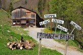 Hôtel Radiana & Spa - Village Celliers à 18km de l’hôtel – Bergerie du Chézalet – Spécialité : Fromage de Brebis