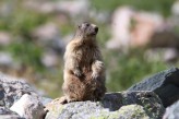 Hôtel Radiana & Spa - Valmorel - Marmotte ©Jean-Pascal-Simond