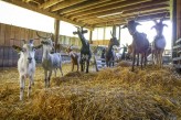 Hôtel Radiana & Spa - Village Celliers à 18km de l’hôtel - Ferme de Nils et Léa - Elevage caprin - Spécialité : Fromage de chèvres ©Scalpfoto