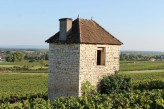 Cadole dans le vignoble de Givry à 17km de l’hôtel Saint-Georges à Chalon-sur-Saône ©otachalon