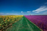 Bastide Saint Georges & Spa : Champs de lavandes et tournesols à Valensole – à 45km de l’hôtel