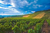 Château de Saulon - Vignoble à proximité de l'hôtel