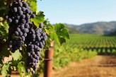 Château de Chailly- Vignoble dans les environs 