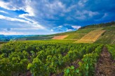 Château de Chailly - Vignes dans les environs