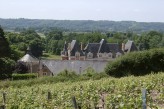 Domaine de la Courbe - Vignes @Ot vallée du loir Lhomme