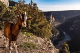 Domaine des Bains à Vals-les-Bains en Ardèche - Chèvre Gorges de l'Ardèche ©Marina Geray