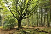 Forêt de Brocéliande : Hêtre de Ponthus à 15km de l’hôtel le Roi Arthur @BOELLE-Yvon