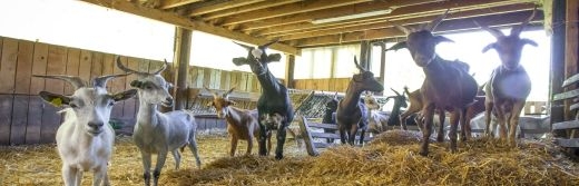 Hotel-Radiana-Celliers-Ferme de Niels-et-Léa